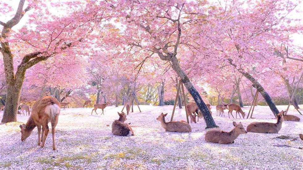 奈良公园(980) 奈良公园(980)