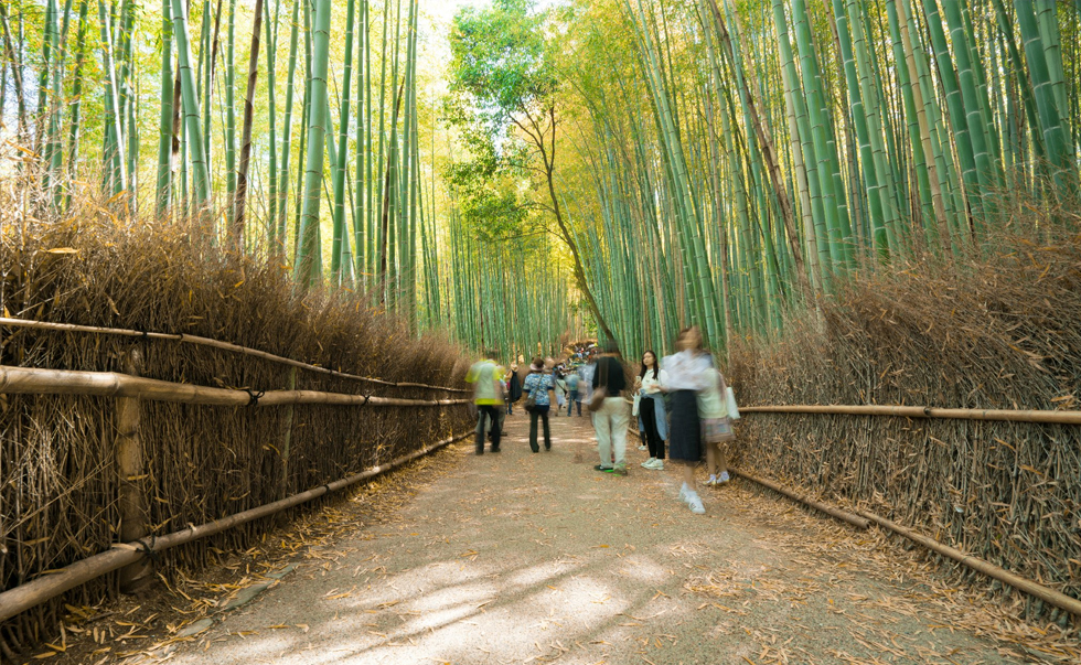 嵯峨野竹林小径 嵯峨野竹林小径