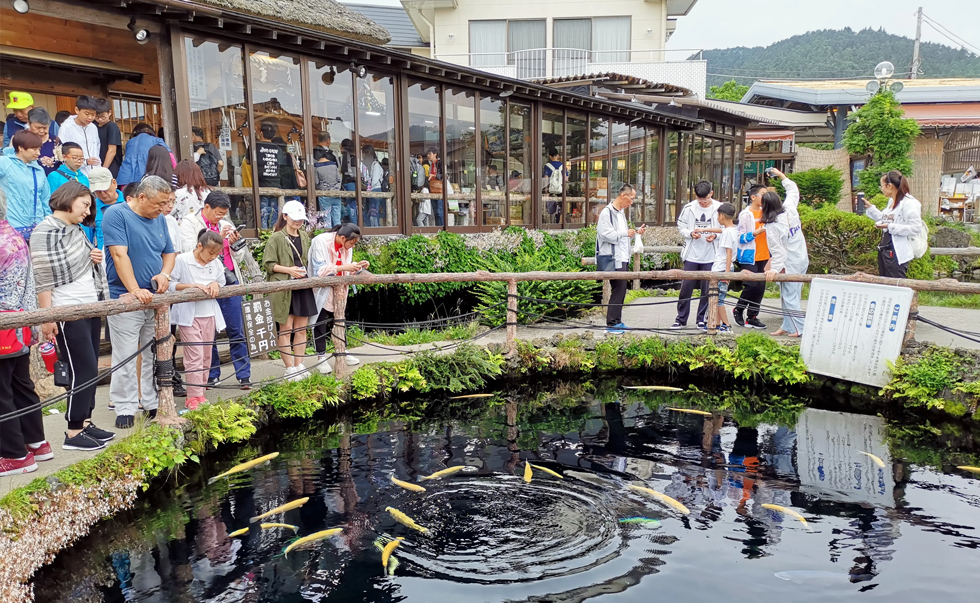 忍野八海品甘甜清泉 忍野八海品甘甜清泉