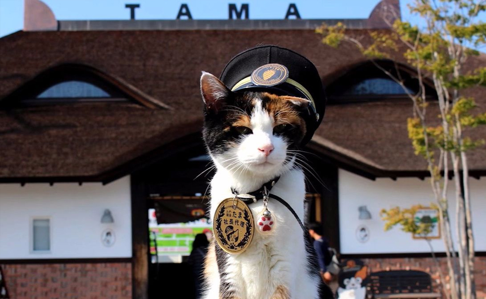 人气猫站长 人气猫站长