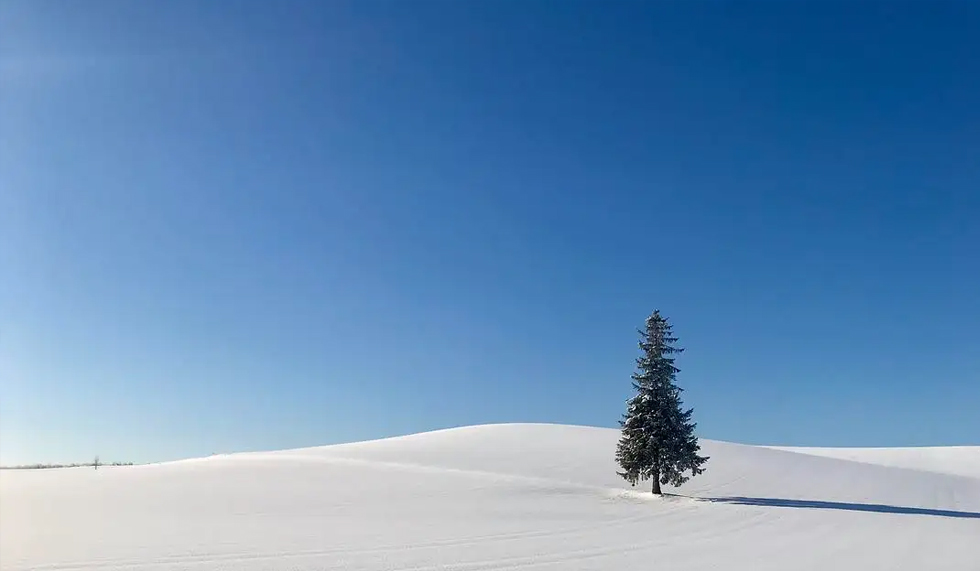 北海道圣诞树 北海道圣诞树
