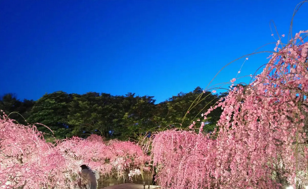 长岛名花之里2 长岛名花之里2