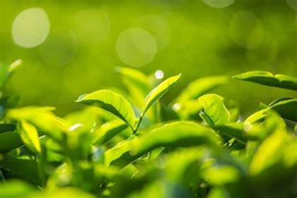 蒙纳茶园65 蒙纳茶园65